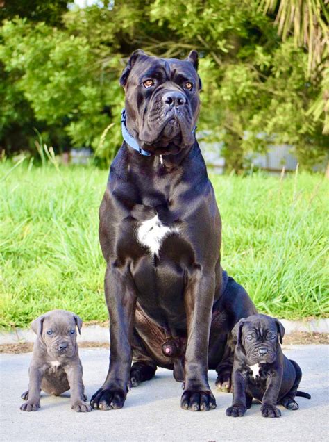 Cane Corso Puppies. Males / Females Available. 12 weeks old. Danielle Diaz. Lakeside, NE 69351. New!